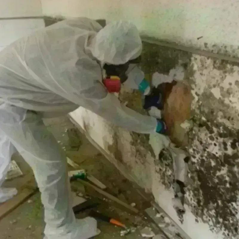 Mold Remediation and Removal in North Stamford, CT